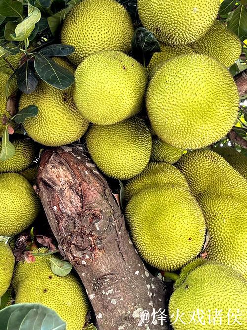 菠萝蜜高清视频