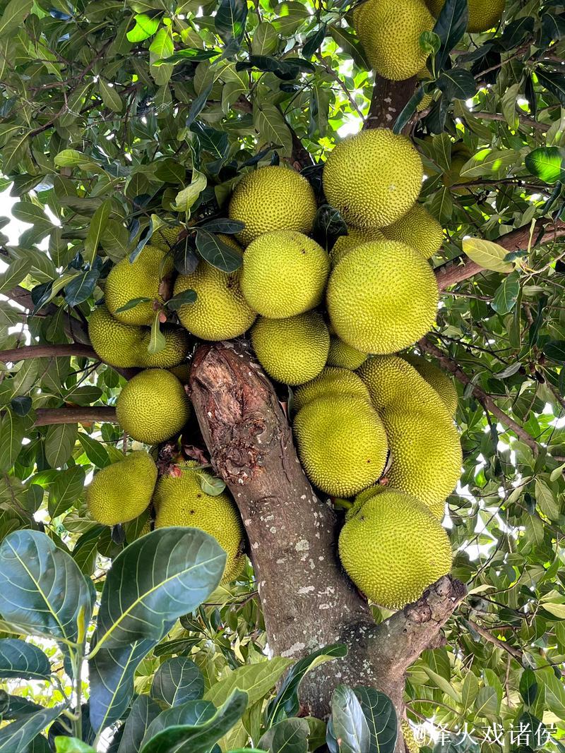 菠萝蜜高清视频